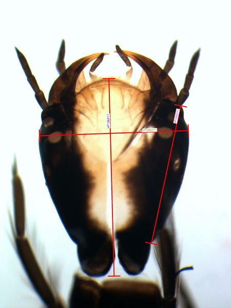 head of Acilius diving beetle larva with measurements