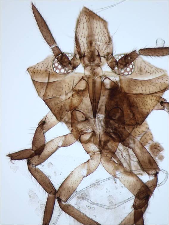 skin of Microvelia bug