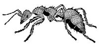 Wanang Species Lists 2015 - Ants