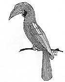 Wanang Species Lists 2015 - Birds