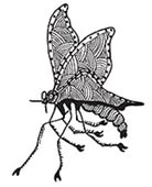 Wanang Species Lists 2015 - Butterflies