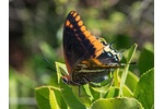 two-tailed pasha (Charaxes jasius) Charaxes jasius