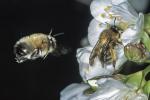 samotářská včela rodu Anthophora  samotářská včela rodu Anthophora 