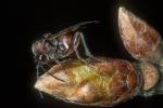 common oak gall wasp (Cynips quercusfolii) Cynips quercusfolii