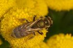 bee Halictus Halictus