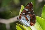 bělopásek jednořadý (Limenitis reducta) Limenitis reducta