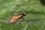 marsh marigold moth (Micropterix calthella) Micropterix calthella