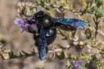 carpenter bee Xylocopa Xylocopa