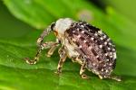 figwort weevil (Cionus scrophulariae) Cionus scrophulariae