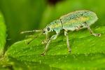 weevil Phyllobius Phyllobius