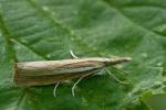 travařík travní (Agriphila tristella) Agriphila tristella