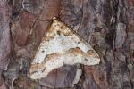 Mottled umber (Erannis defoliaria) Erannis defoliaria