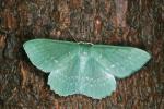 Large Emerald (Geometra papilionaria) Geometra papilionaria