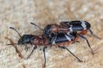 ant beetle (Thanasimus formicarius) Thanasimus formicarius