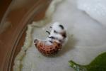 Larva mandelinky bramborové infikovaná entomopatogenní houbou Isaria fumosorosea. (R. Zemek) Larva mandelinky bramborové infikovaná entomopatogenní houbou Isaria fumosorosea. (R. Zemek)