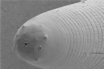 Invazivní larva parazitické hlístice (háďátka) – fotografie z elektronového mikroskopu (V. Půža) Invazivní larva parazitické hlístice (háďátka), hlavová část – fotografie z elektronového mikroskopu (V. Půža)