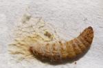 Masa invazivních larev hlístic (háďátek), uvolněná z hostitele (V. Půža) Masa invazivních larev hlístic (háďátek), uvolněná z hostitele (V. Půža)