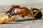 Camponotus Camponotus