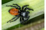 jumping spider Carrhotus xanthogramma Carrhotus xanthogramma