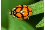 ten-spotted lady beetle (Adalia decempunctata) Adalia decempunctata