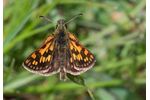 chequered skipper (Carterocephalus palaemon) Carterocephalus palaemon