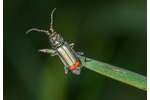 malachite beetle (Malachius bipustulatus) Malachius bipustulatus
