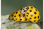 22 Spot Ladybird (Psyllobora vigintiduopunctata) Psyllobora vigintiduopunctata