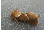 orange swift (Triodia sylvina) Triodia sylvina