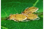 large wallnut aphid (Callaphis juglandis) Callaphis juglandis