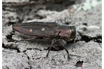 Gold pit oak splendour beetle (Chrysobothris affinis) Chrysobothris affinis