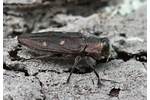 krasec šestitečný (Chrysobothris affinis) Chrysobothris affinis