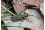 svižník polní (Cicindela campestris) Cicindela campestris