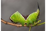 caterpillar of the puss moth (Cerura vinula) Cerura vinula