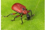 hazel-leaf roller weevil (Apoderus coryli) Apoderus coryli