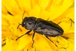 metallic wood-boring beetle (Anthaxia quadripunctata) Anthaxia quadripunctata