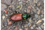 ground beetle Agonum sexpunctatum Agonum sexpunctatum