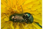 pot beetle (Cryptocephalus) Cryptocephalus