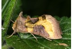 Burnished Brass (Diachrysia chrysitis) Diachrysia chrysitis