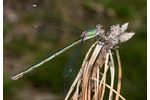 šídlatka velká (Chalcolestes viridis) Chalcolestes viridis