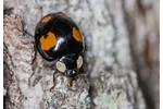 multicolored Asian lady beetle (Harmonia axyridis) Harmonia axyridis