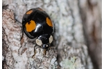 slunéčko východní (Harmonia axyridis) Harmonia axyridis