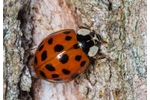 multicolored Asian lady beetle (Harmonia axyridis) Harmonia axyridis