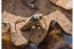 znakoplavka obecná (Notonecta glauca) Notonecta glauca