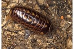 millipede Glomeris hexasticha Glomeris hexasticha