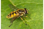 hoverfly Helophilus Helophilus