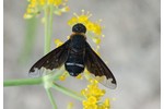 black-cloaked bee-fly Hemipenthes velutina Hemipenthes velutina