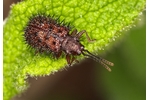leaf beetle Hispella testacea Hispella testacea