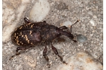 large pine weevil (Hylobius abietis) Hylobius abietis