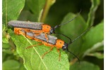 Twin spot longhorn beetle (Oberea oculata) Oberea oculata