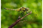 vážka černořitná (Orthetrum cancellatum) Orthetrum cancellatum